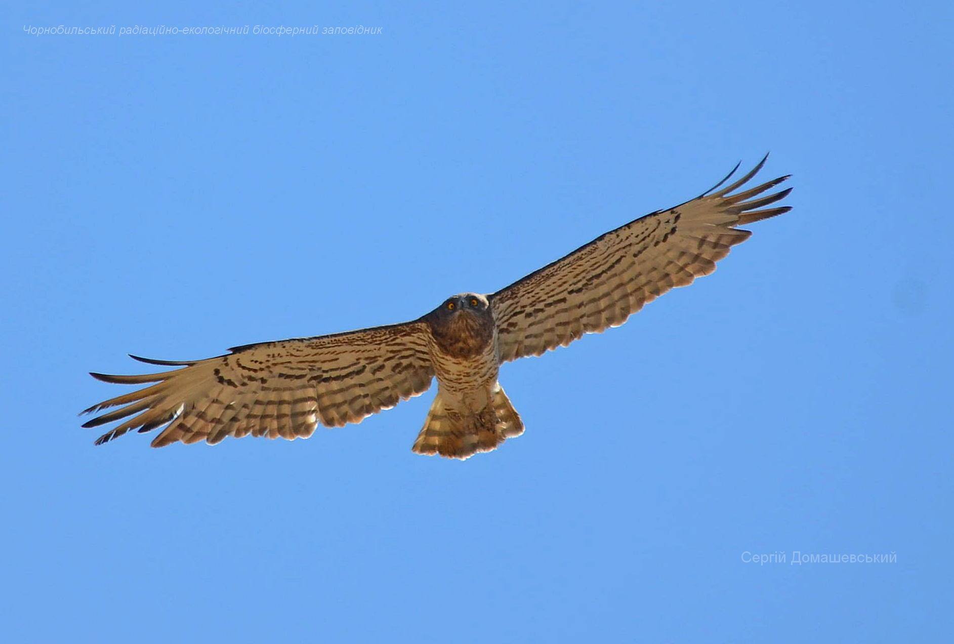 В Чернобыле показали редкостную птицу, которая проглатывает змею целиком