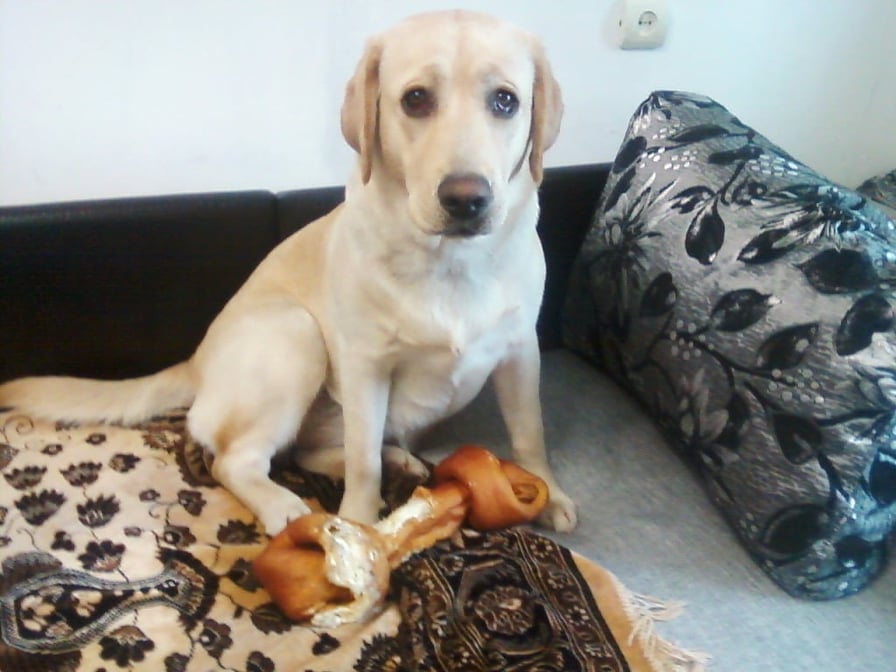 В Запорожье мужчина выбил собаке оба глаза, но она продолжала любить хозяина