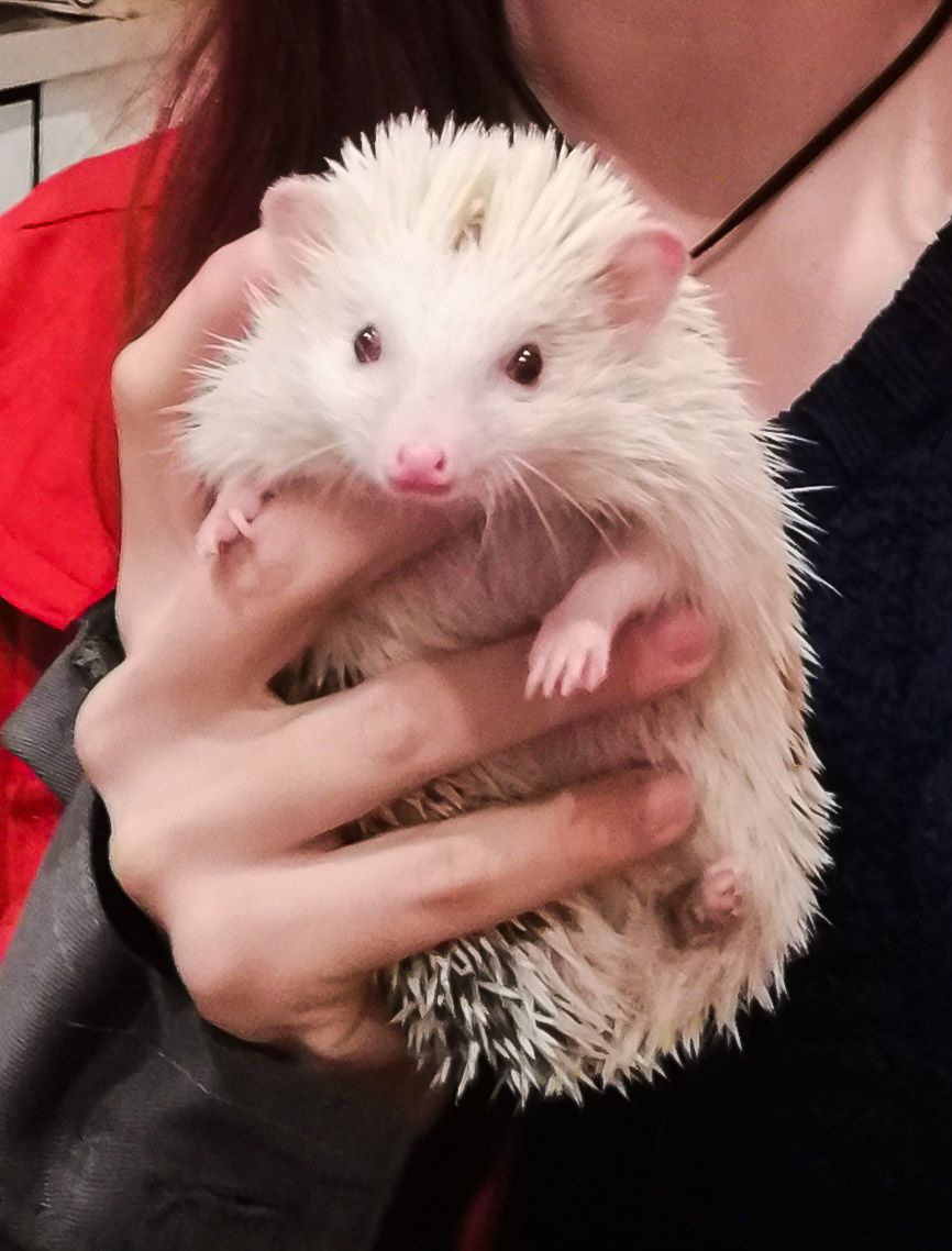 В Киеве всю ночь спасали экзотического ежа, который застрял в батарее (фото)