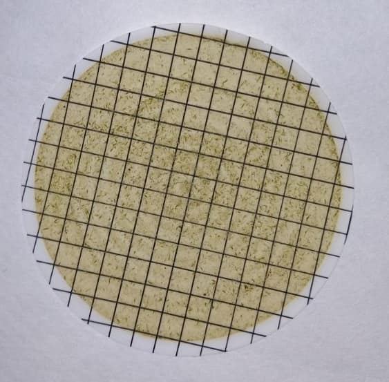 На популярном украинском курорте после дождей "зацвело" море: экологи бьют тревогу (фото)