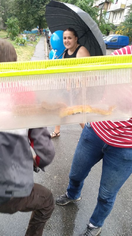 У Києві змія втекла від господарів і заповзла в автомобіль таксі (фото)