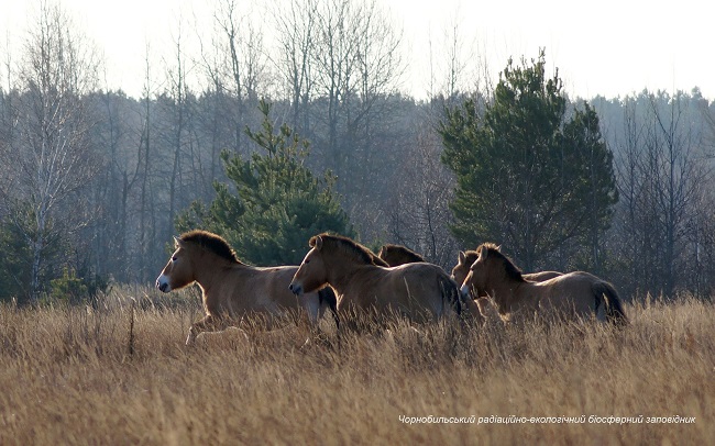 Чернобыльская зона зимой: на видео попал исчезнувший вид животных