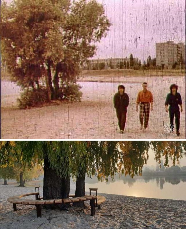 "Дереву Цоя" в Киеве дали охранный статус: как изменилась верба у озера