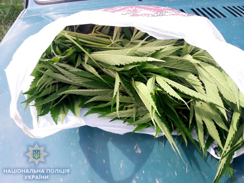 На земельном участке жителя Ровенской области обнаружили плантацию конопли
