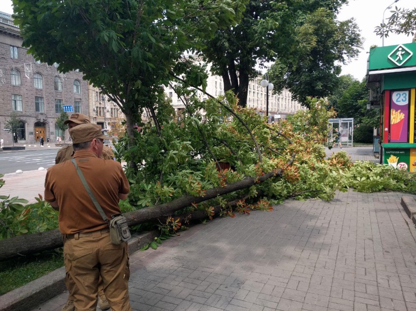 Вітер повалив величезний каштан на Хрещатику: фото НП під Київрадою