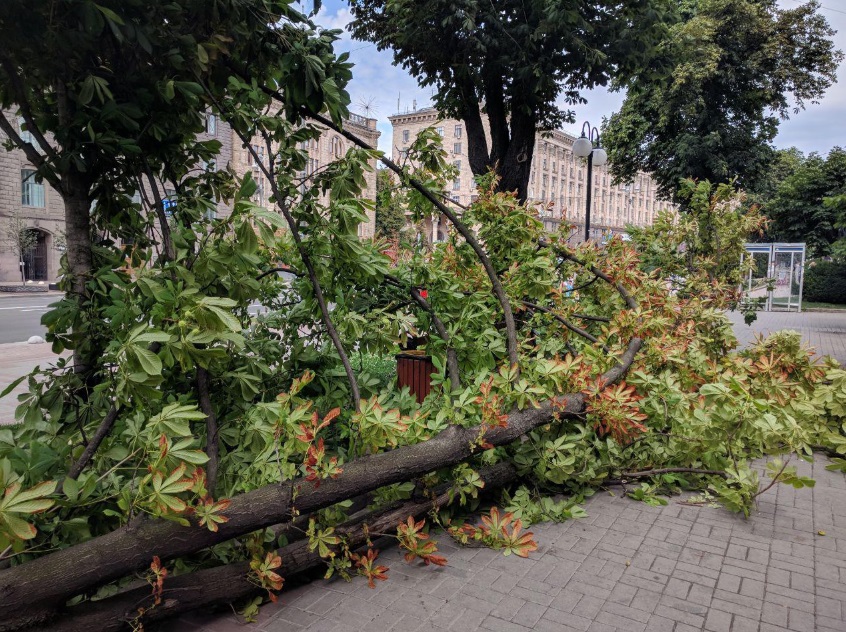Вітер повалив величезний каштан на Хрещатику: фото НП під Київрадою