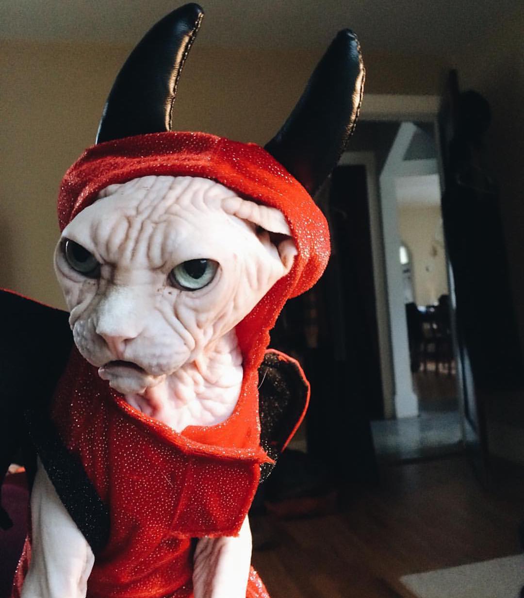 Хеллоуїн 2019: топ страшно милих котиків