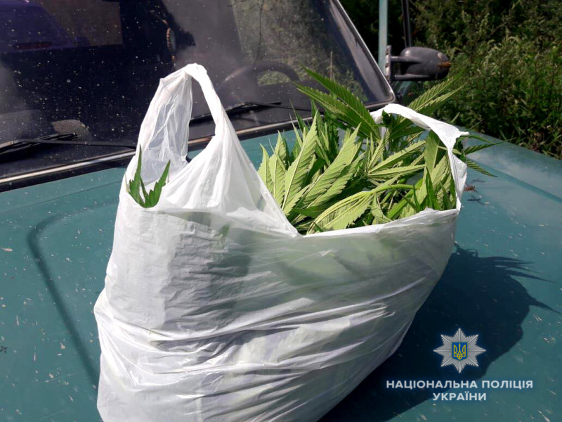 На земельном участке жителя Ровенской области обнаружили плантацию конопли