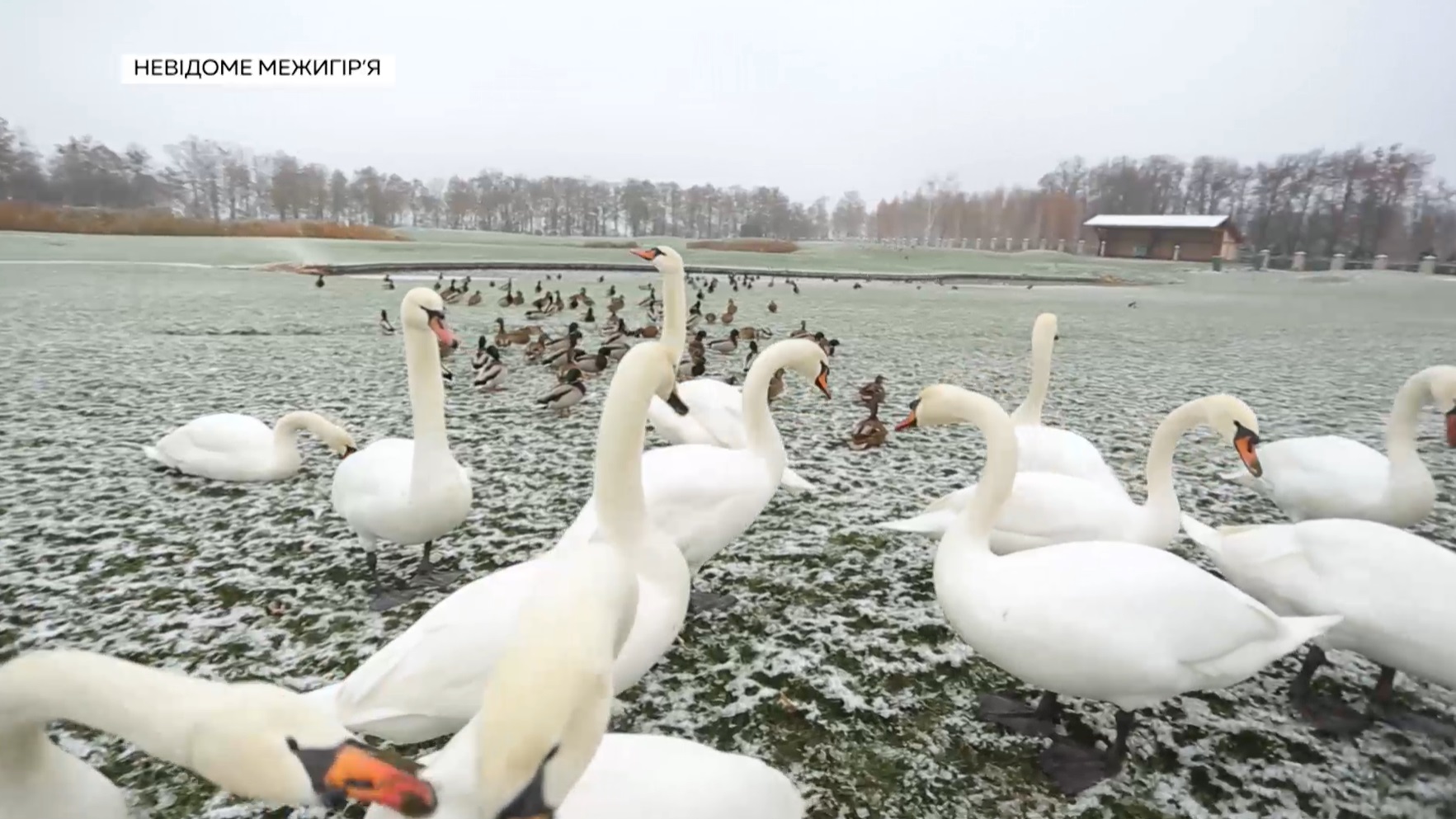 Украинцам показали, как выглядит Межигорье после бегства Януковича