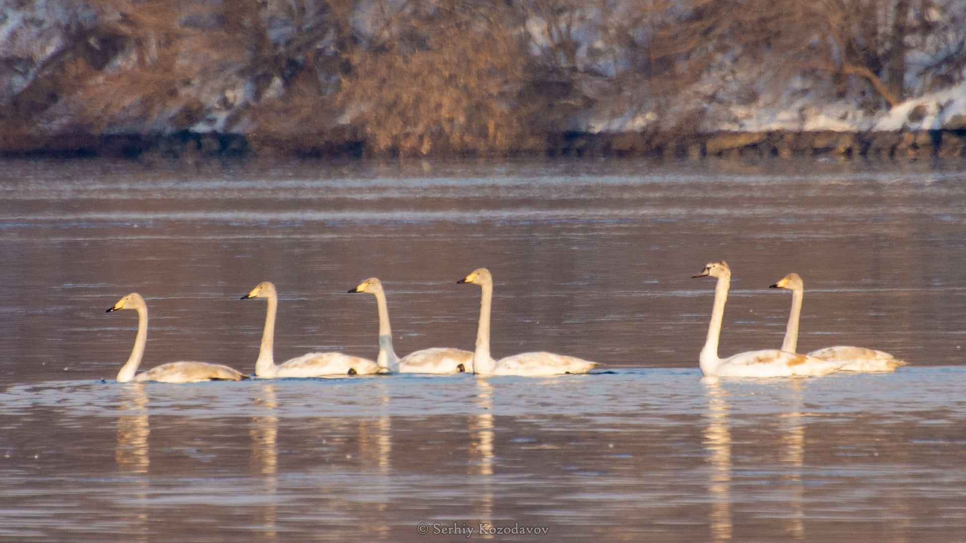 На Хортице ученые обнаружили новый вид птиц (фото)