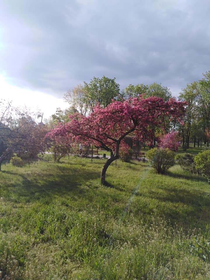 В Киеве зацвела самая длинная аллея сакур Украины: появились красочные фото