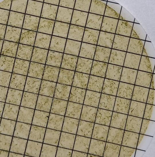 На популярном украинском курорте после дождей "зацвело" море: экологи бьют тревогу (фото)