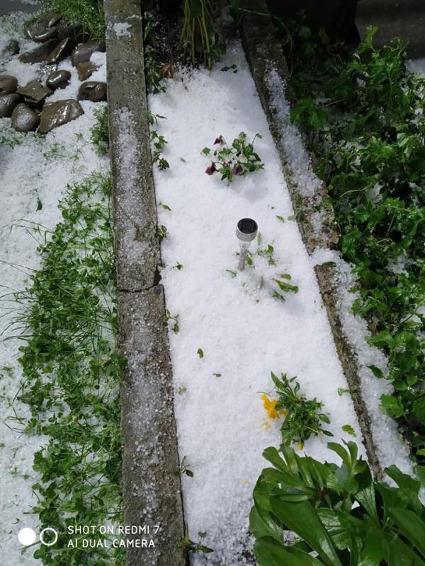 Град на Закарпатье полностью уничтожил будущий урожай (фото)