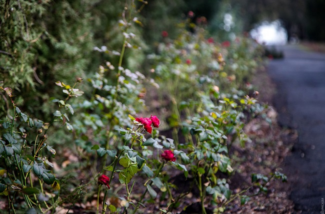 В Одессе из-за аномальной зимы зацвел сад: фантастические фото