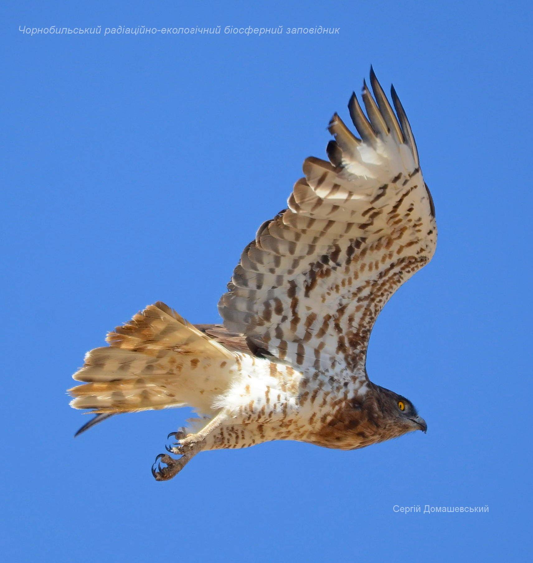 В Чернобыле показали редкостную птицу, которая проглатывает змею целиком