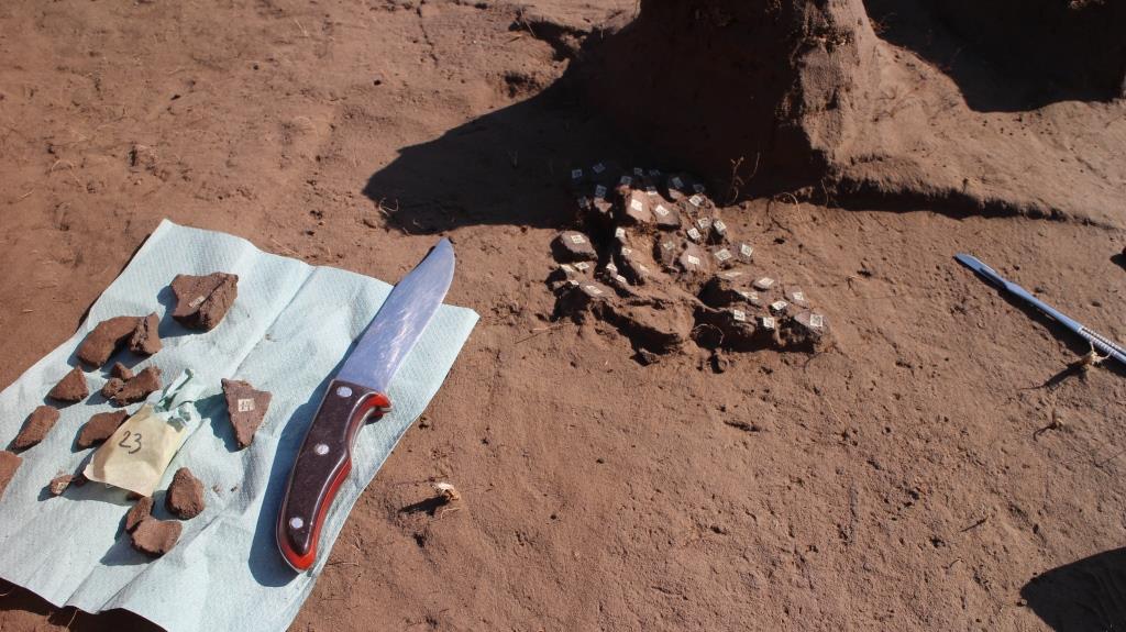 На Хортиці знайшли унікальне поховання скіфського воїна: фото і відео розкопок