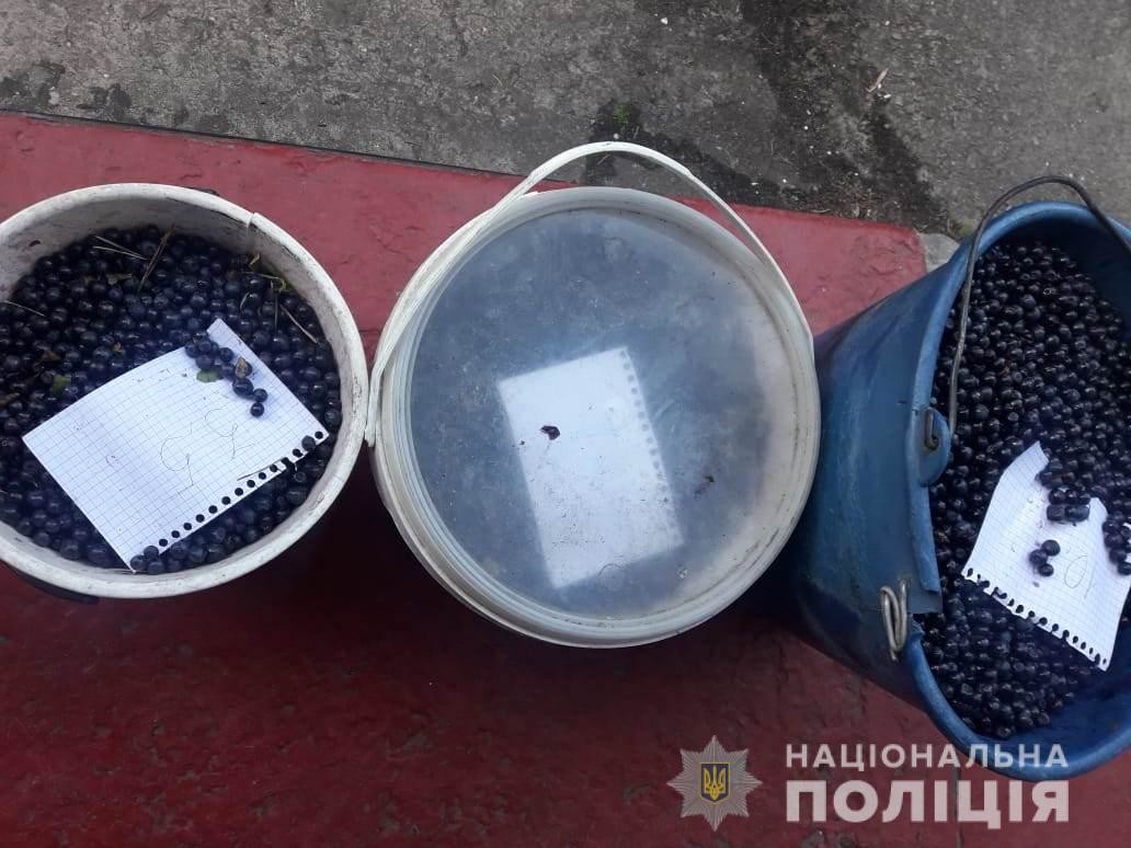 В Чернобыле снова собирают радиоактивную чернику: все подробности