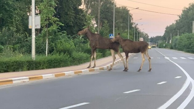 Под Киевом замечены редкие "краснокнижные" животные: ходят по одному маршруту (фото)