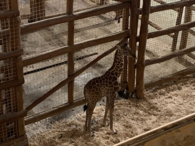 В зоопарке под Киевом родился детеныш жирафа: самые милые фото
