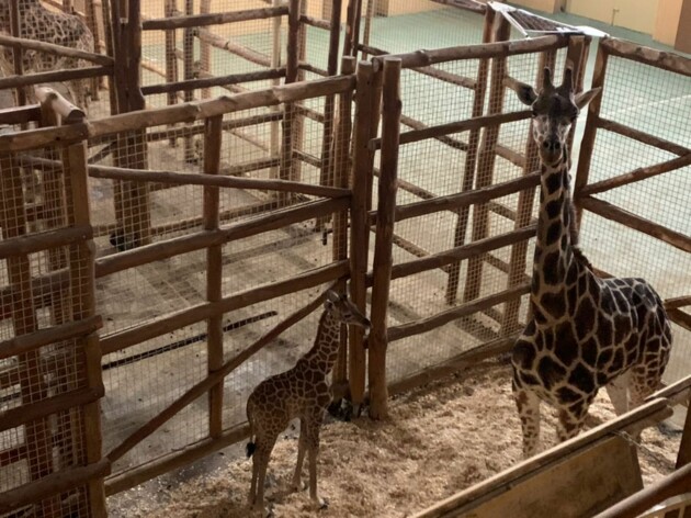 В зоопарке под Киевом родился детеныш жирафа: самые милые фото