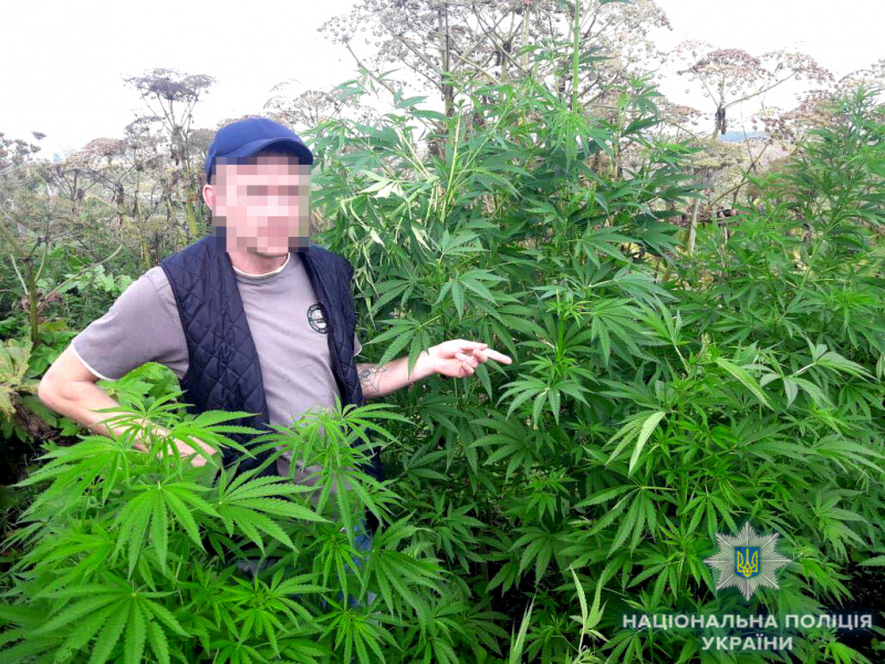 На земельном участке жителя Ровенской области обнаружили плантацию конопли