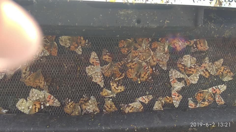 У Києві нашестя метеликів: приголомшливі фото і відео