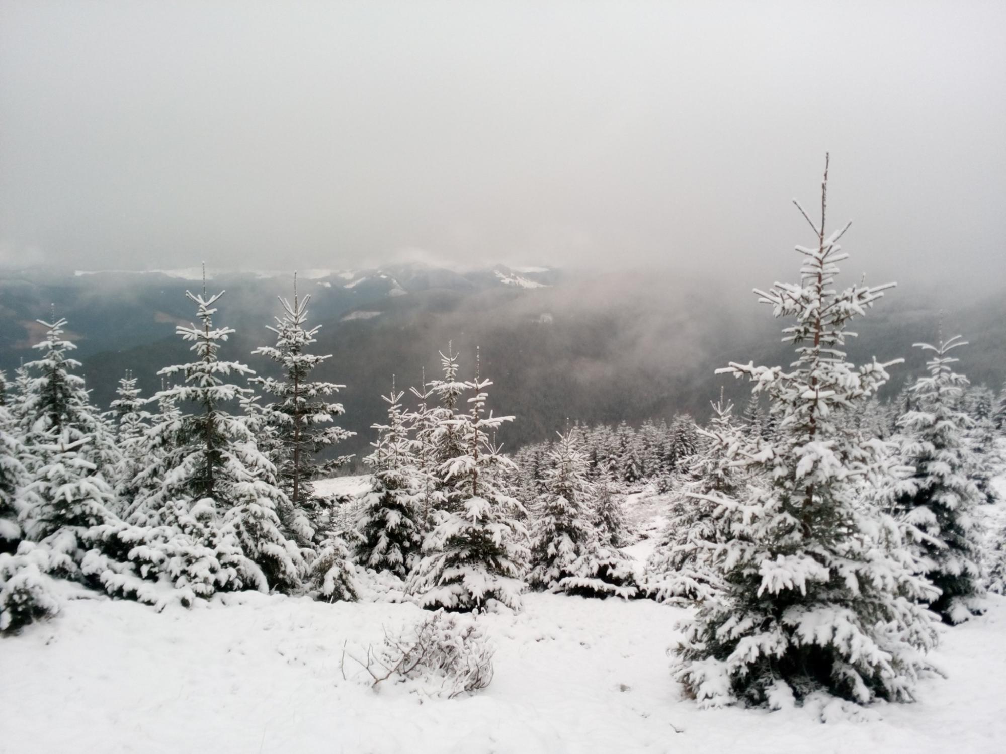 Зимняя сказка в Карпатах: в сети появились впечатляющие фотографии
