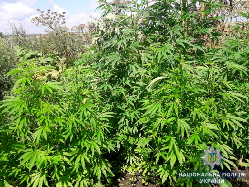 На земельном участке жителя Ровенской области обнаружили плантацию конопли
