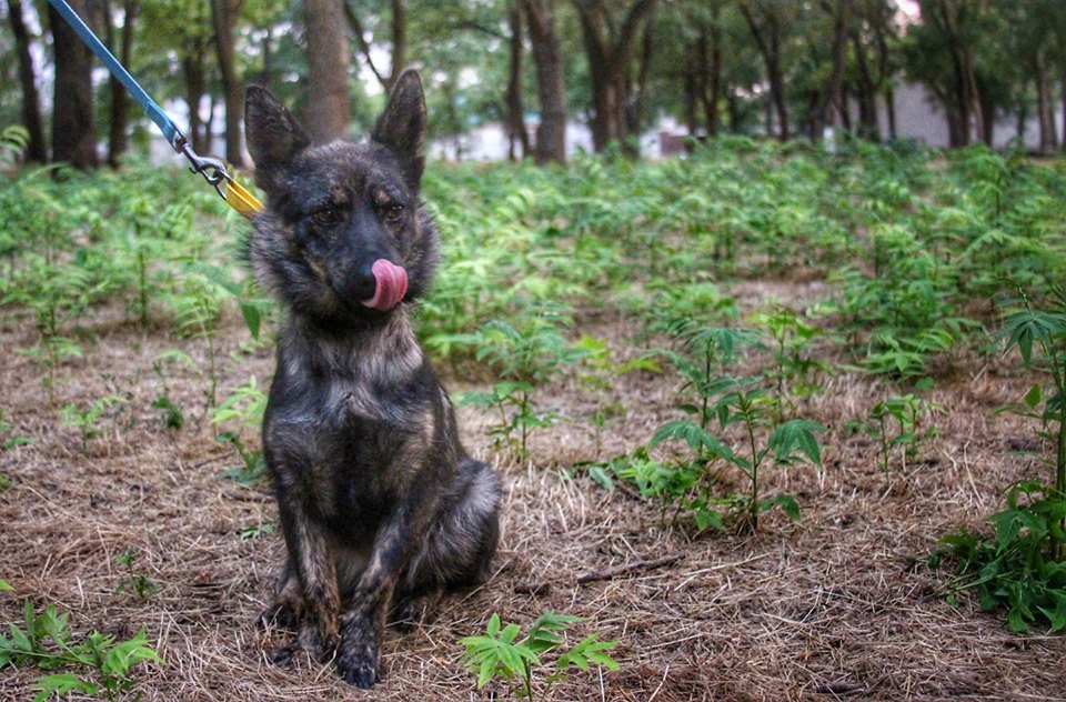 "Пухнастого" друга українських моряків вирвали з російського полону (фото)