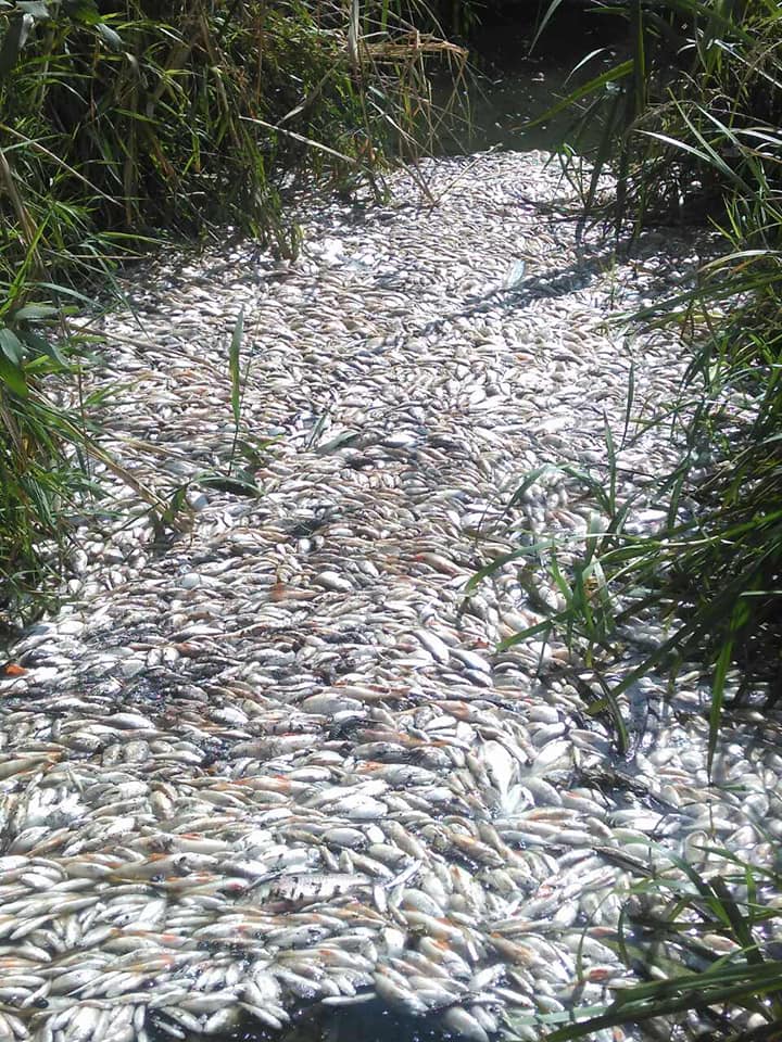 Экологическая катастрофа в Харькове: экологи в панике из-за мора рыбы