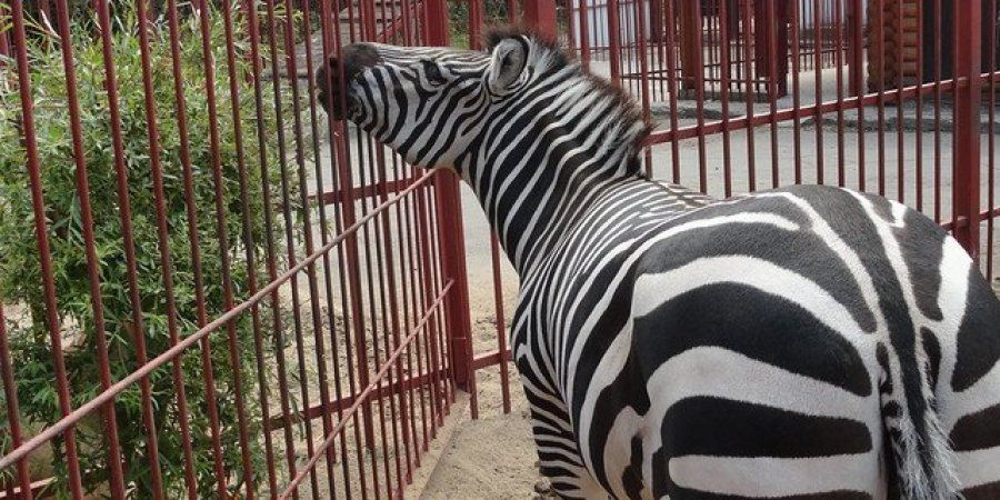 Ловить опасно: по Харькову разгуливает зебра, сбежавшая из экопарка