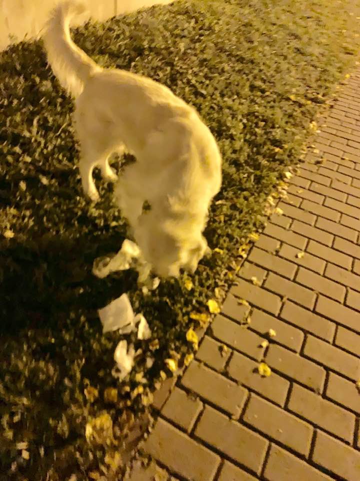 Под зданием ГПУ в Киеве устроили "гадюшник": в сеть попали фото