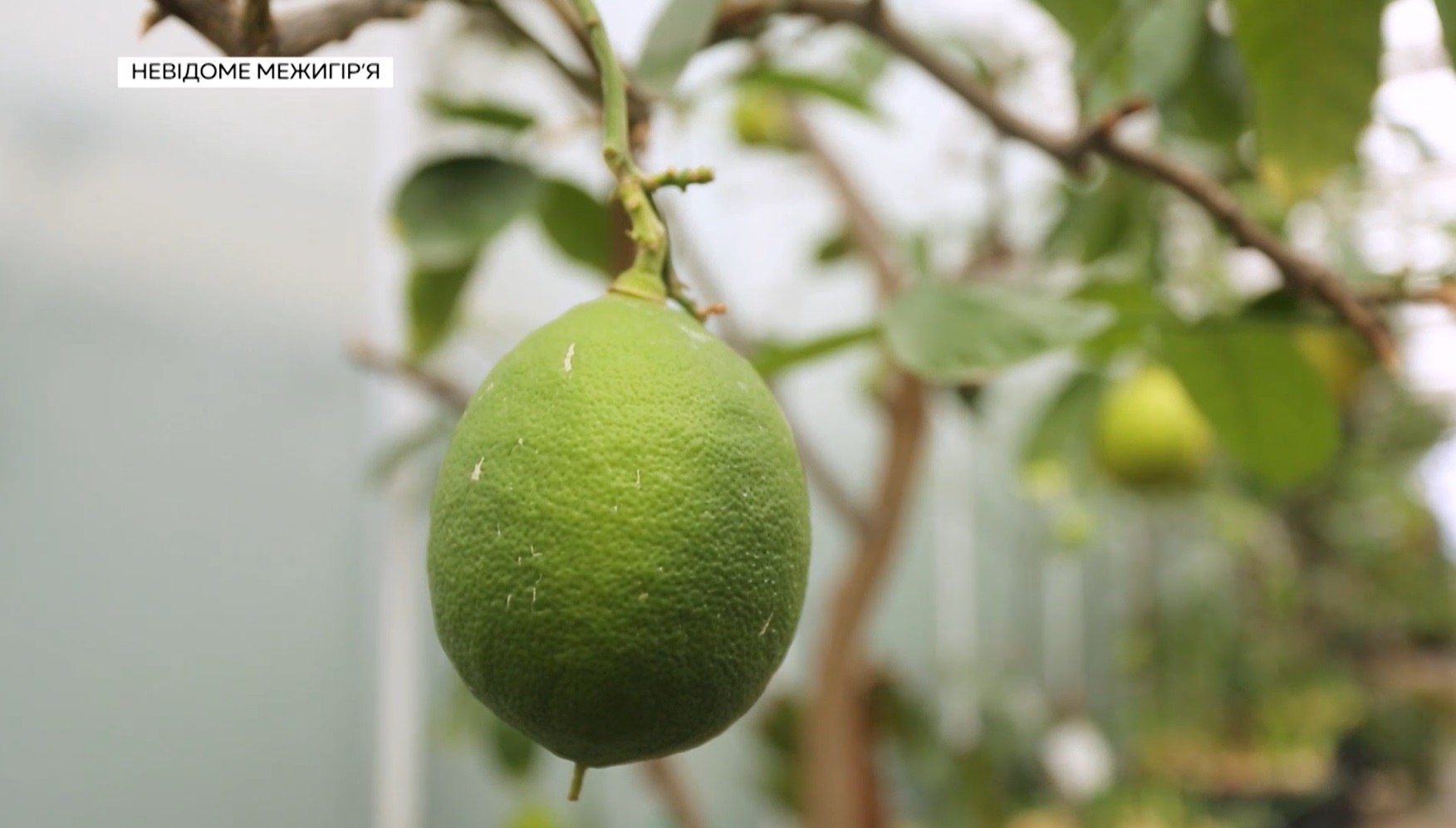 Украинцам показали, как выглядит Межигорье после бегства Януковича