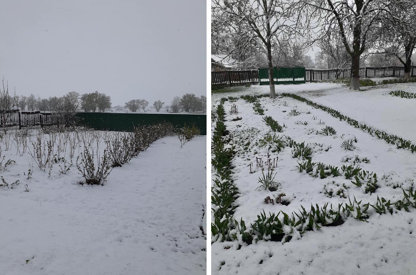 Украину засыпает снегом в конце апреля: фото и видео из разных уголков страны