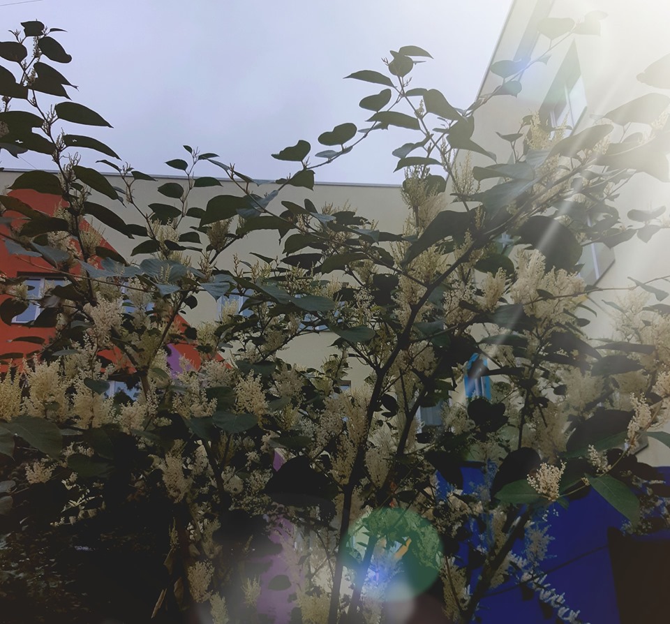 В Киеве внезапно зацвели акации: яркие фото