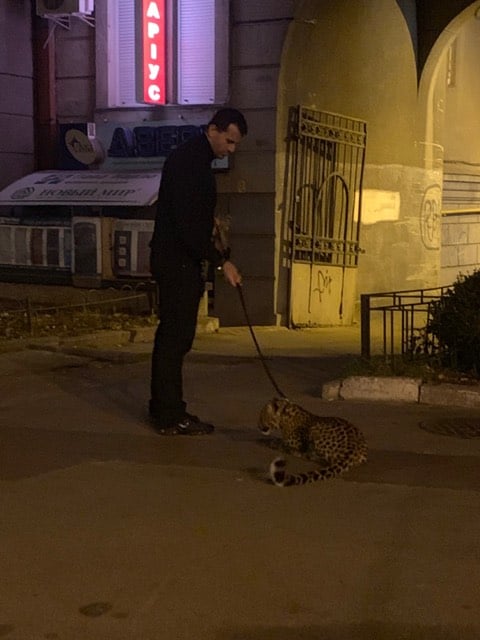 По улицам Киева гулял леопард: инцидент получил продолжение