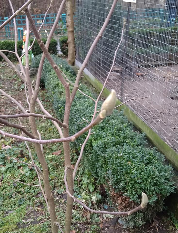 Рекордное потепление привело к аномалии во Львове: впечатляющие фото