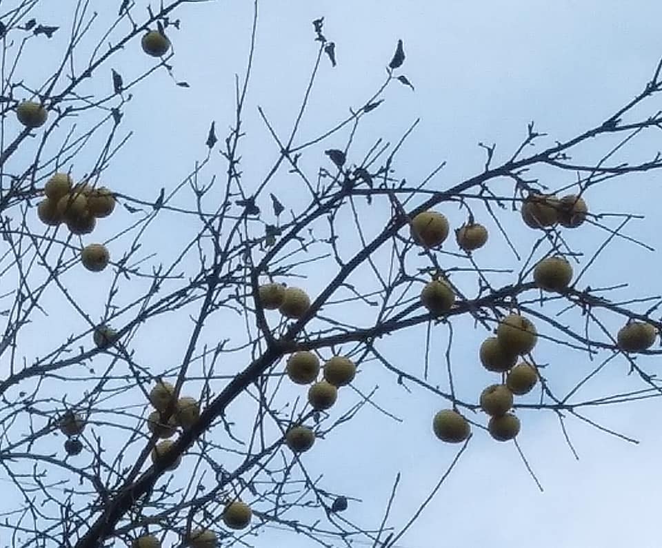 Рекордное потепление привело к аномалии во Львове: впечатляющие фото