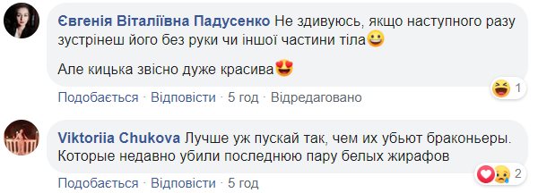 У центрі Києва знову помітили леопарда: хижака зняли на відео