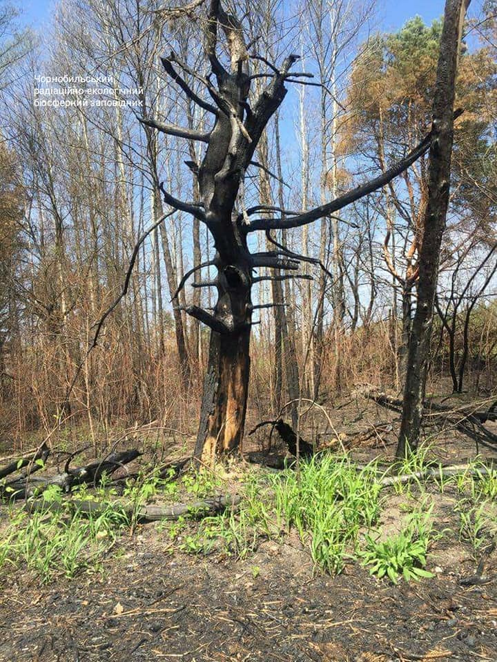 Чернобыльская зона оживает после большого пожара: появились яркие фото