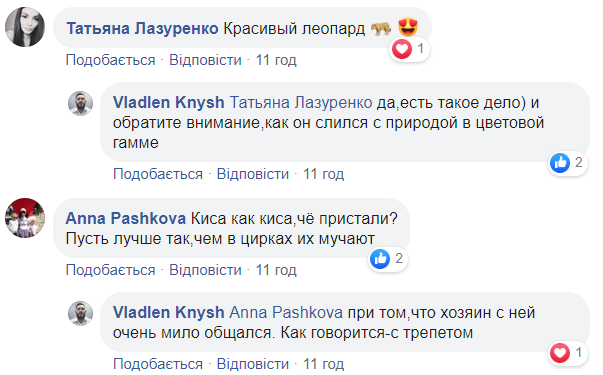 У центрі Києва знову помітили леопарда: хижака зняли на відео