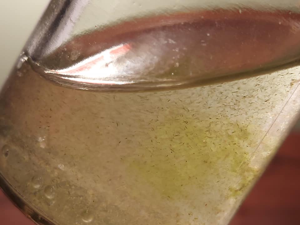 На популярном украинском курорте после дождей "зацвело" море: экологи бьют тревогу (фото)