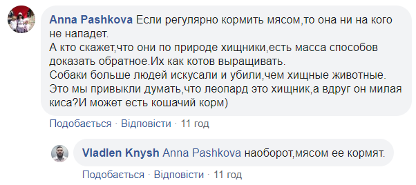 У центрі Києва знову помітили леопарда: хижака зняли на відео