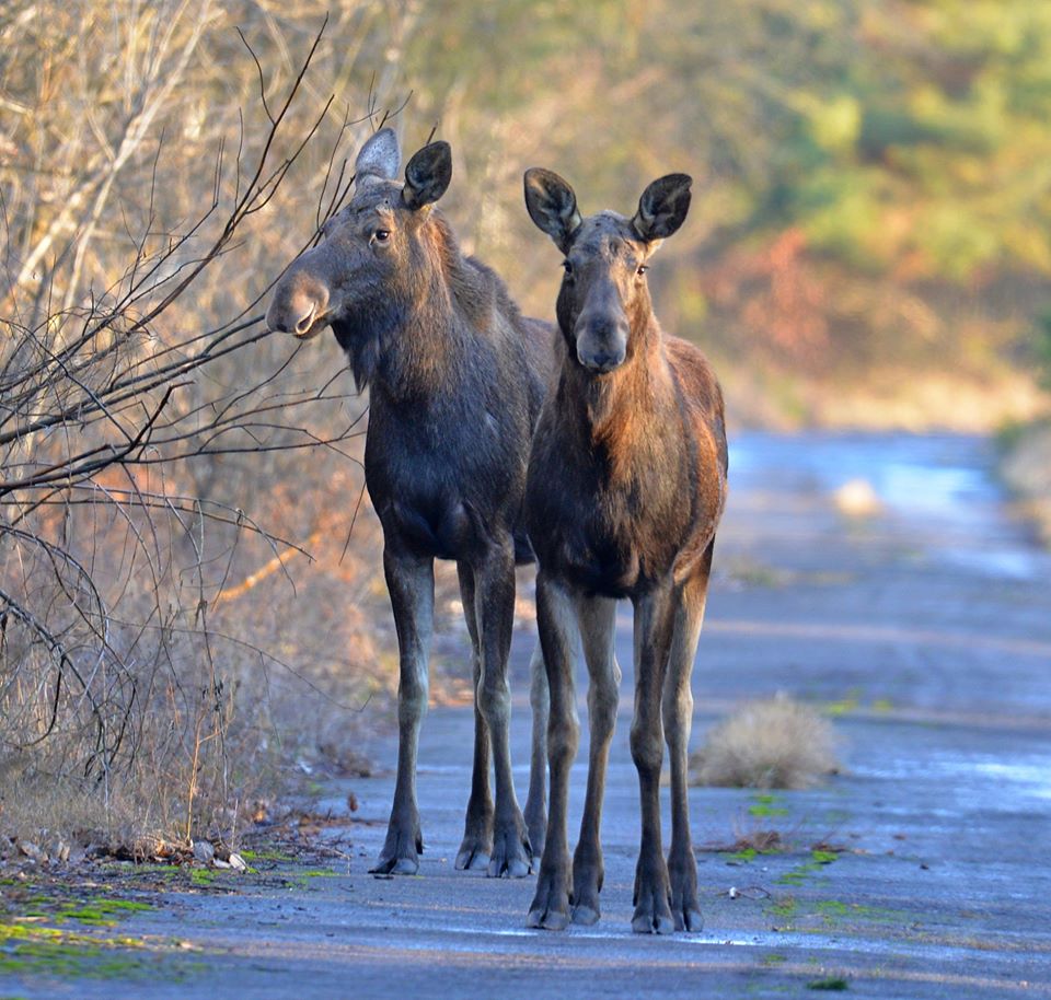 Зима отменяется: в сети появились впечатляющие фото животных из Чернобыля