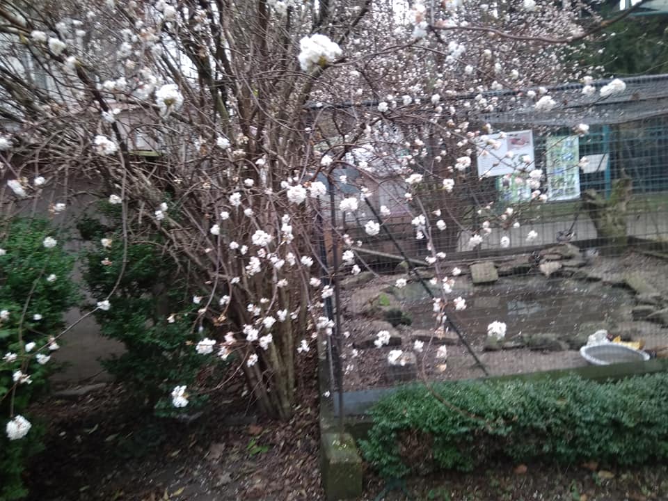 Рекордное потепление привело к аномалии во Львове: впечатляющие фото