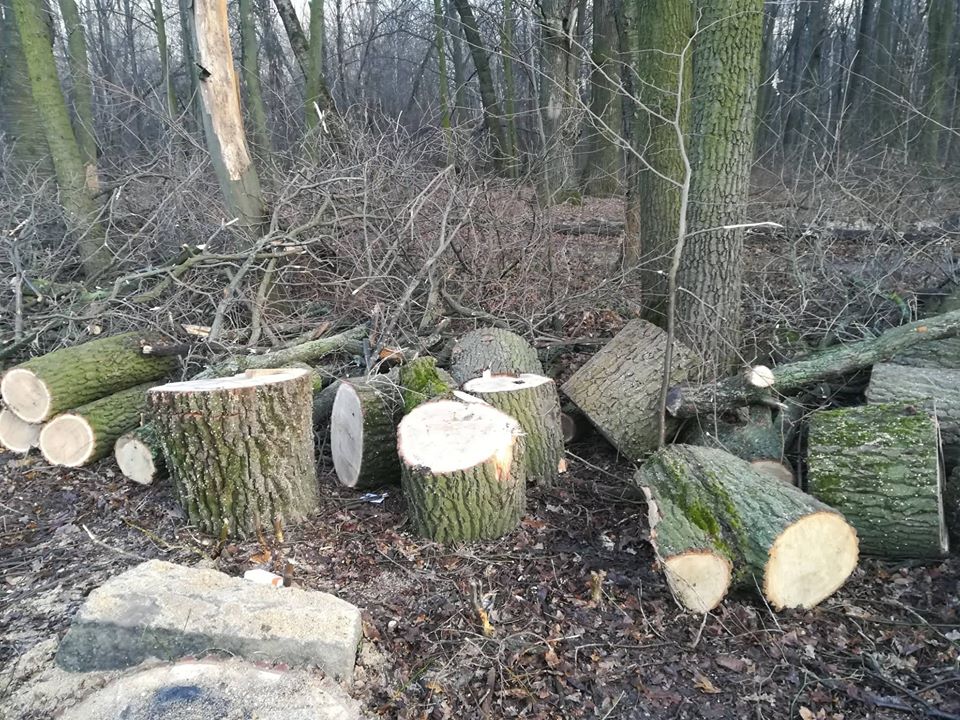 В одному з парків Києва нещадно рубають ліс: пройшли перші "розбірки" (фото)