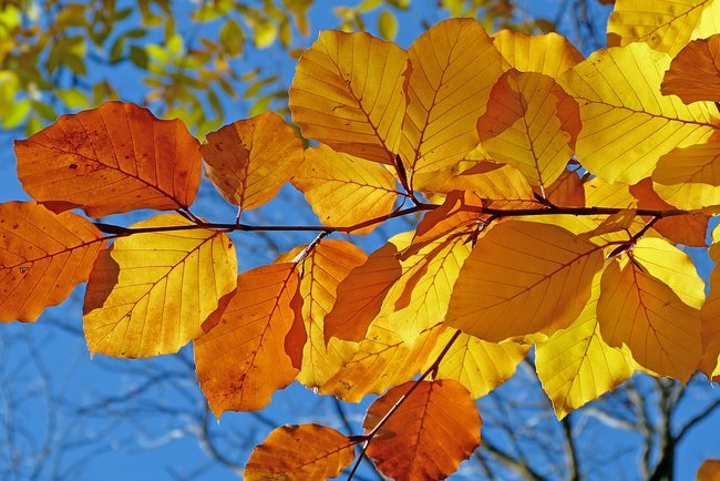 Праздник 16 октября: все приметы и запреты в этот день