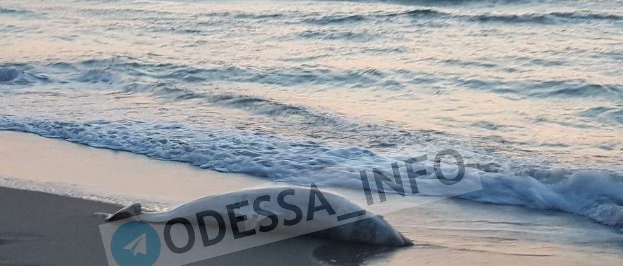 На популярном украинском курорте новая беда: печальное фото