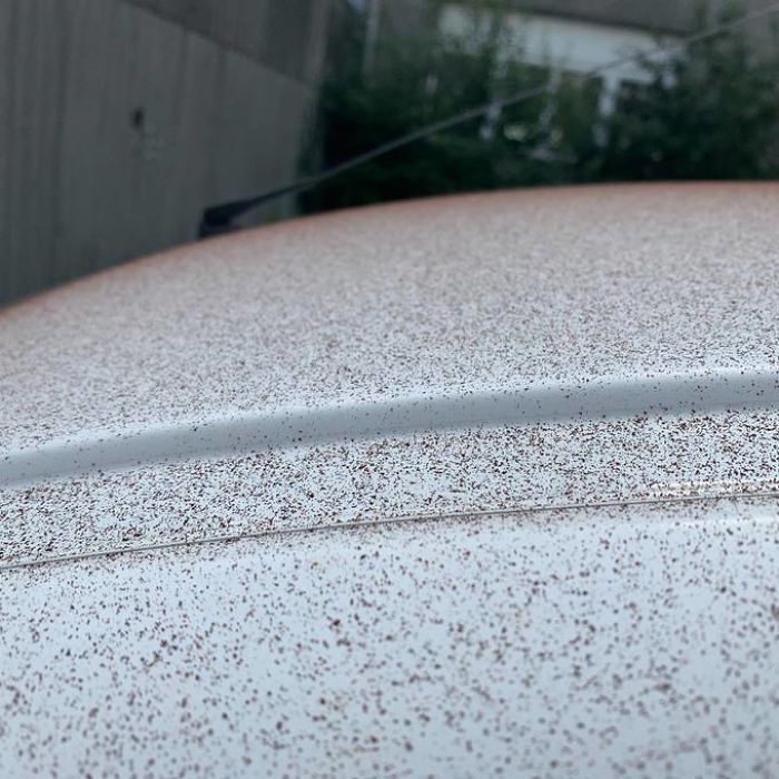 В Европе прошел шоколадный "снегопад": названа неожиданная причина (фото)