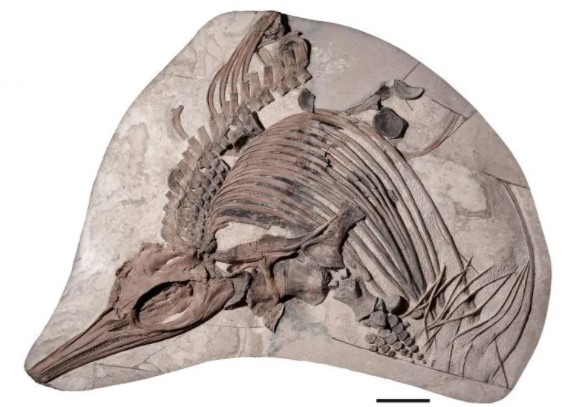 Огромные глаза и зубы: ученые показали, как выглядело древнее животное 150 млн лет назад